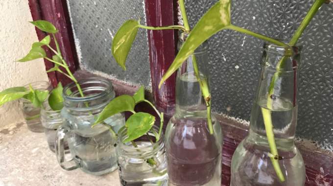 7 plantes qui poussent et fleurissent dans l'eau