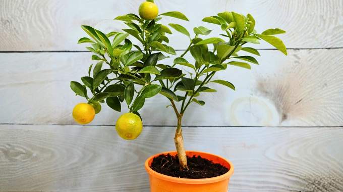 Citronnier en pot : voici la temp&eacute;rature jusqu'&agrave; laquelle il peut rester dehors avant d'avoir froid