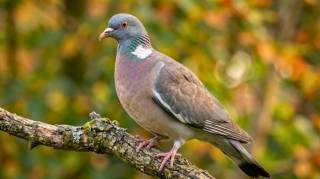 Voici ce que signifie vraiment la pr&eacute;sence d'un pigeon ramier dans votre jardin