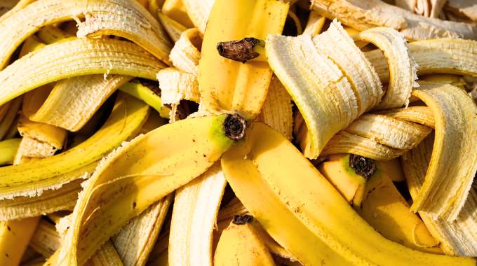 Ne jetez surtout pas vos peaux de banane elles valent de l'or sans personne ne les soup&ccedil;onne