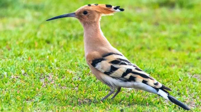 Si cet oiseau se pose dans votre jardin c'est loin d'&ecirc;tre un hasard