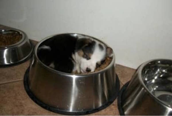 ce petit chien dort bien dans sa gamelle