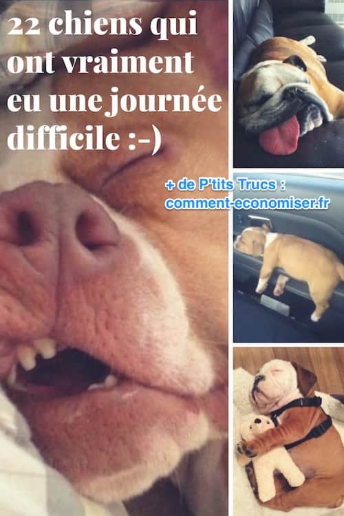 22 Chiens fatigués par une journée super difficile