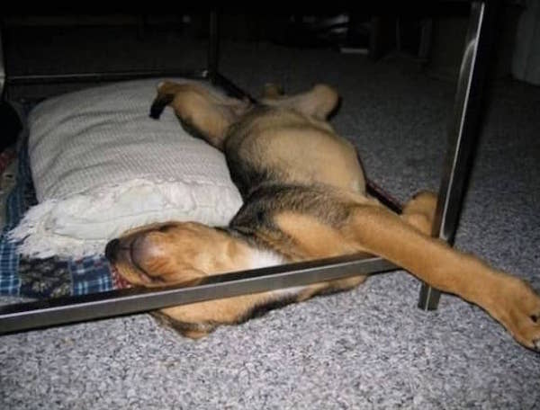 un chien dort sur le dos sous une table