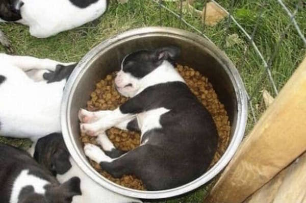 un chiot noir et blanc s'est endormi dans sa gamelle de croquettes