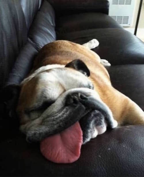 un bulldog dort avachi sur un canapé avec la langue qui sort de sa gueule