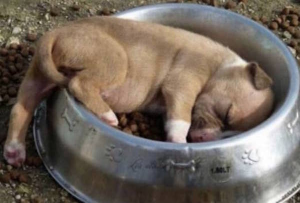un petit chiot dort dans sa grande gamelle