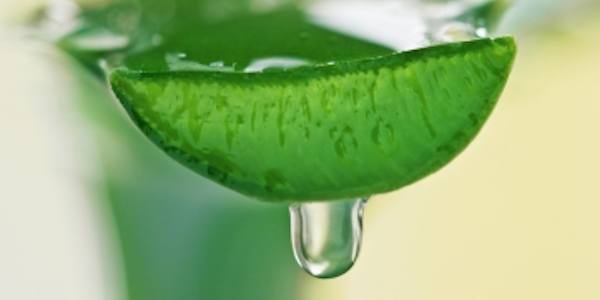L'Aloe vera possède de nombreux bienfaits pour la peau.