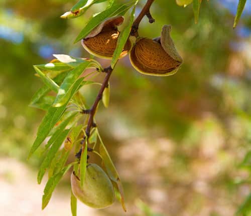 Branche verte avec des amandes qui ont muri
