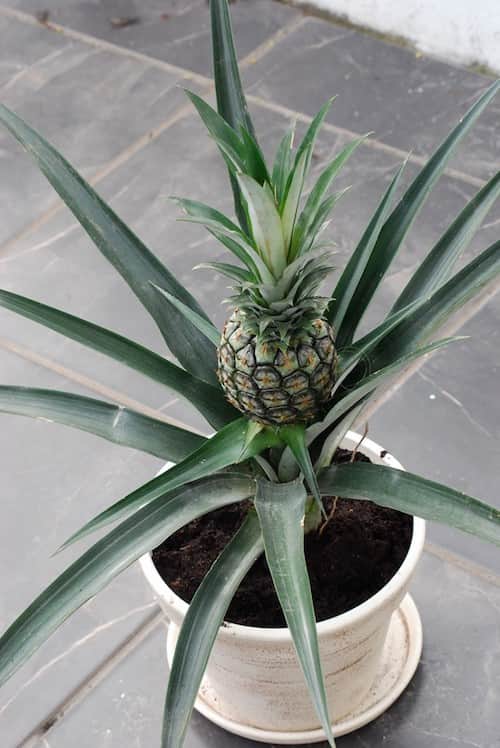 Ananas qui poussent sur le dessus de la plante