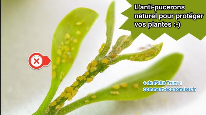 L'Anti-Puceron Naturel et Efficace Pour Protéger Vos Plantes.