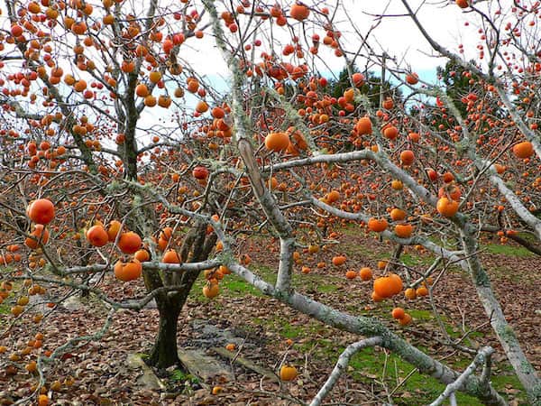 Arbre avec plein de kakis qui poussent dessus