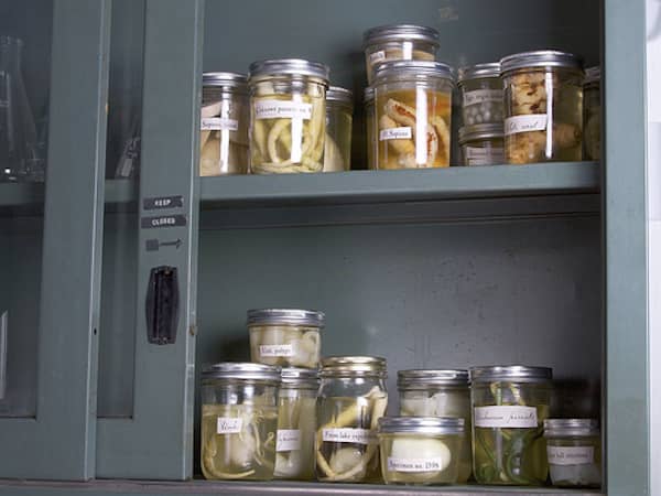 une armoire de bocaux de specimens pour halloween