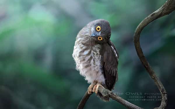 hibou gris mignon sur branche