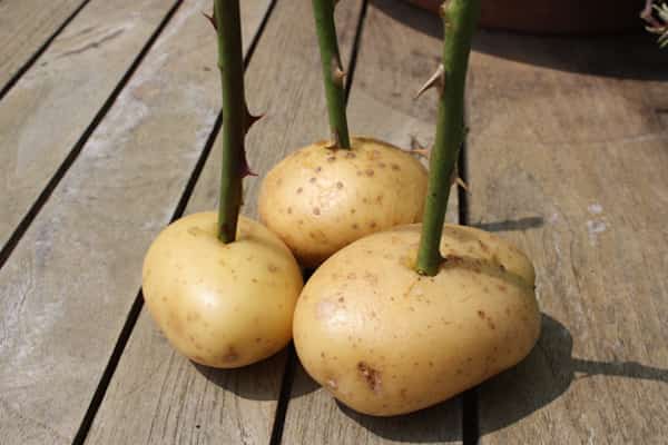 bouture rosier pomme de terre