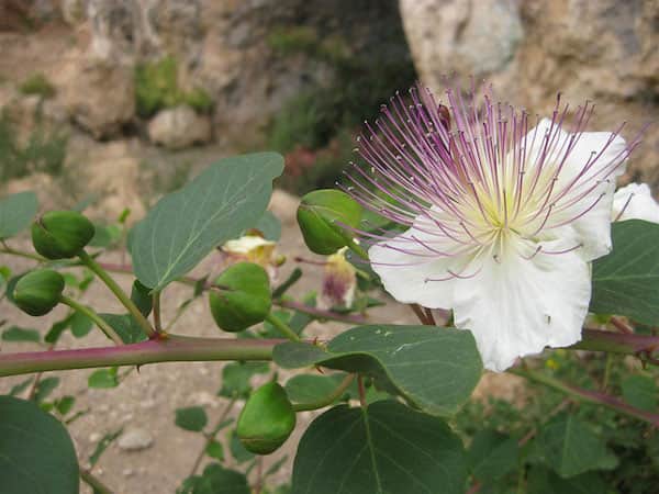 Fleur blanche où pousse les câpres à l'intérieur