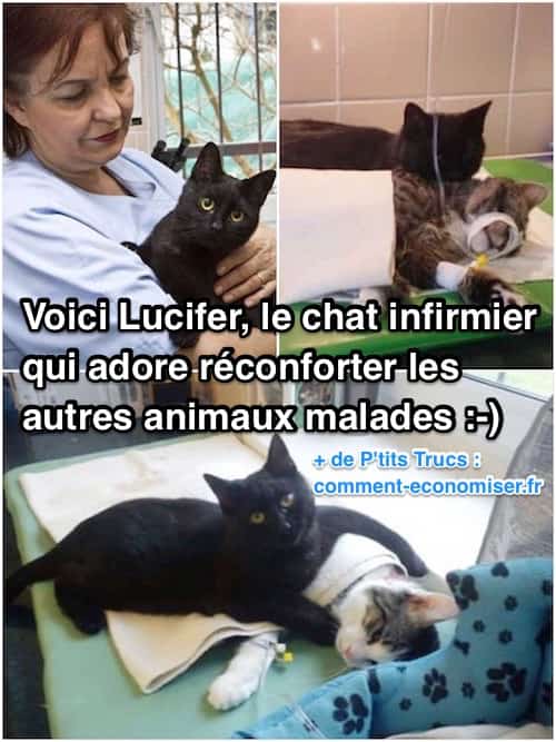 Voici Lucifer Le Chat Infirmier Qui Adore Reconforter Les Autres Animaux Malades