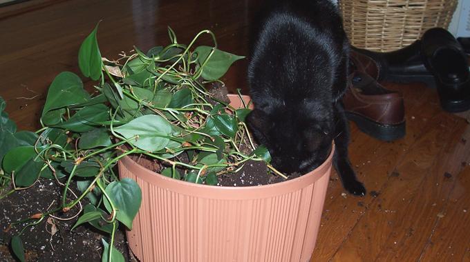 L'Astuce Naturelle pour Éloigner Votre Chat des Plantes Vertes.