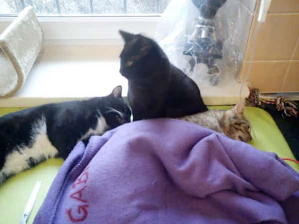 chat pouvoir de guérion