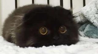 chat scottish noir mignon 