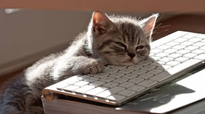 14 Chats Qui Se Comportent Exactement Comme Nous Au Travail 