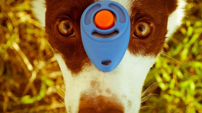 Éduquer Son Chien Soi-Même pour 2,10 € Grâce au Clicker.
