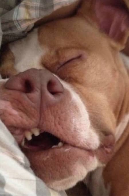 un gros chien dort profondément sur le canapé