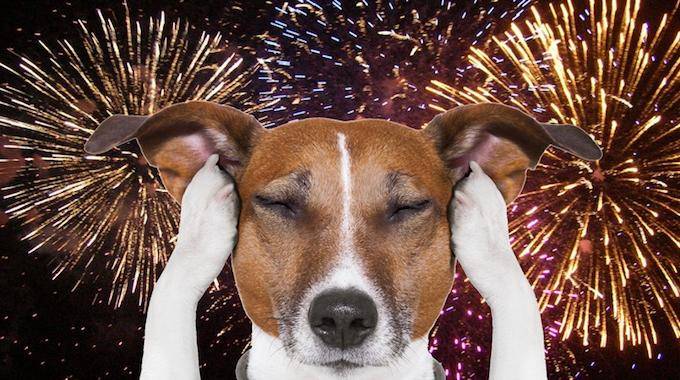 Cette Astuce Simple Vous Aidera à Garder votre Chien Calme Pendant les Feux d'Artifice.