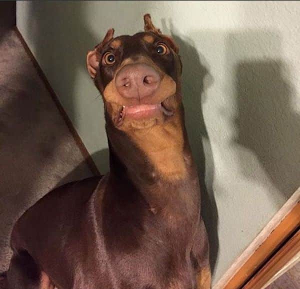 Chien qui est choqué de voir quelque chose