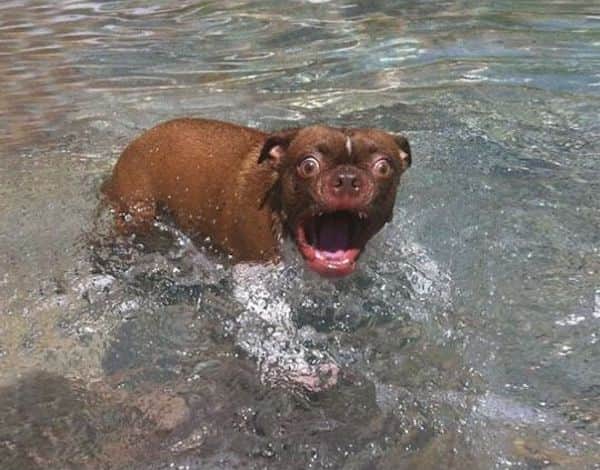 Chien dans l'eau qui est surpris par ce qu'il regarde