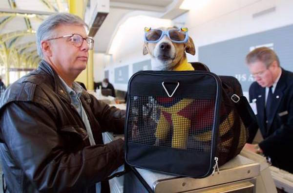 comment voyager avec un chien en avion