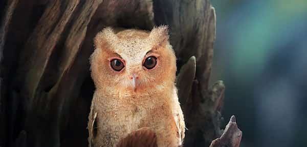 bébé hibou jaune chouette oiseau nocturne