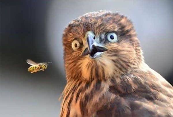 Chouette qui regarde fixement une guêpe