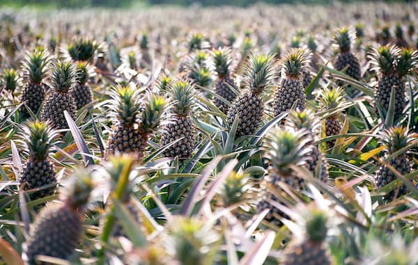 cluture avec plein ananas