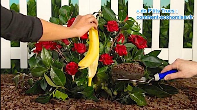 Envie d'Avoir de Beaux Rosiers ? Utilisez une Peau de Banane Pour les Fertiliser.