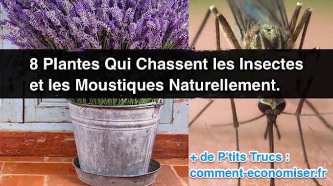 19 Plantes Qui Chassent les Insectes et les Moustiques Naturellement.