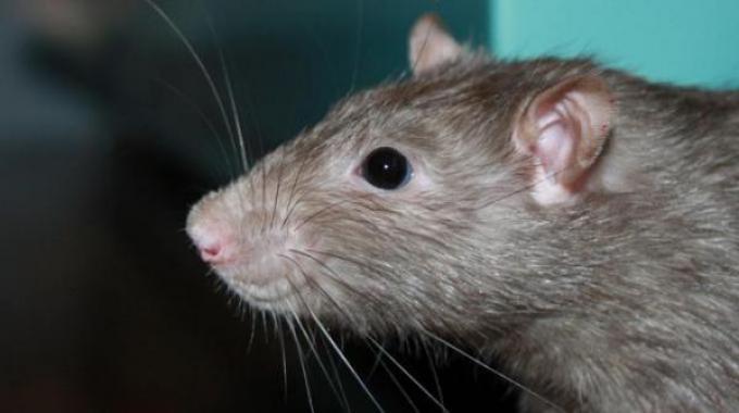 Comment Repousser les Rats Naturellement ? Les 2 Astuces à Connaître.