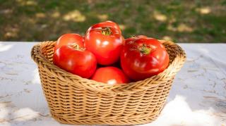 comment cultiver belles tomates