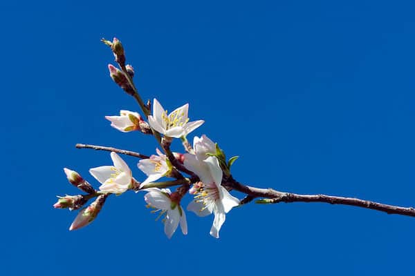 Branche avec des fleurs blanches contenant les amandes