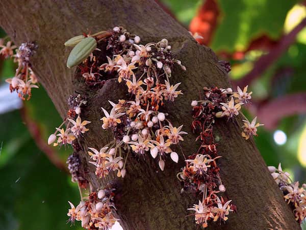 Incroyable fruit du cacao qui poussent sur le tronc d'un arbre