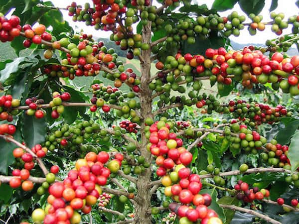 Graines de café rouges et vertes en train de pousser sur un arbre