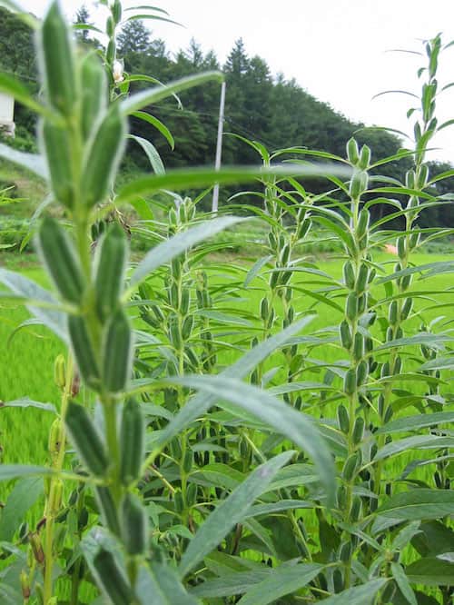 Plantation de graines de sésame