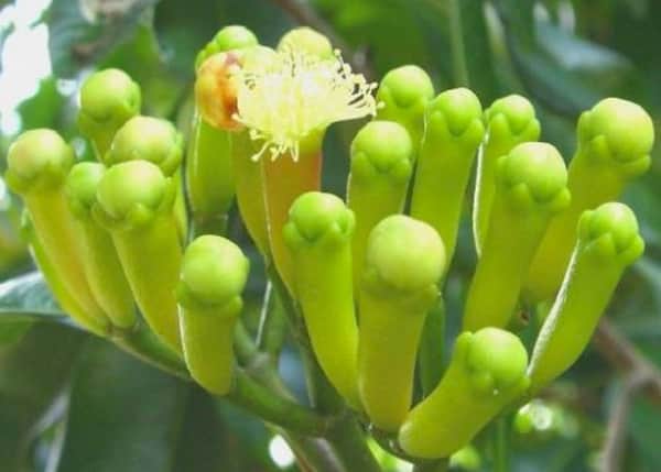 Clous de girofle qui poussent sur l'arbre