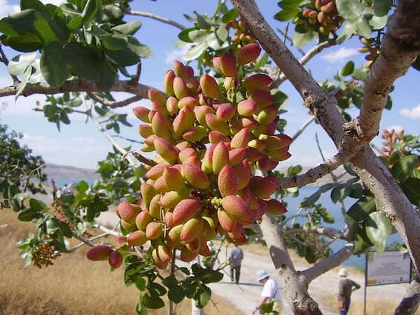 Arbre à pistachier avec des pistaches rouges et vertes