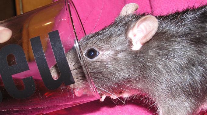 Comment exterminer les rats et les souris ?