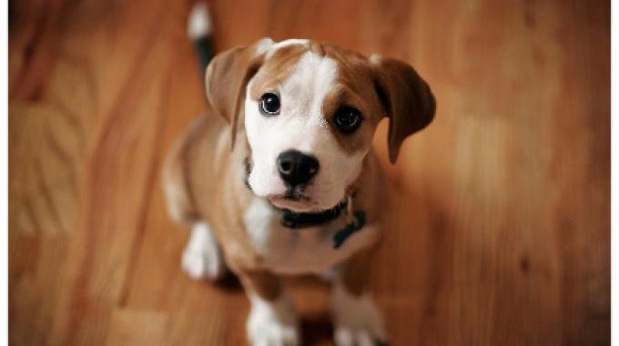 Le Tableau Pour Comprendre le Langage de votre Chien.