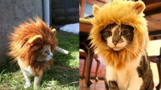 crinière de lion pour chat