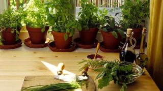 cultiver-plantes-aromatiques-pot-maison