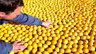 differentes variétés citron marché