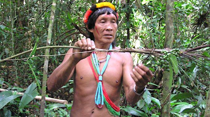 Une Tribu Amazonienne Crée une Encyclopédie de Médecine Traditionnelle.